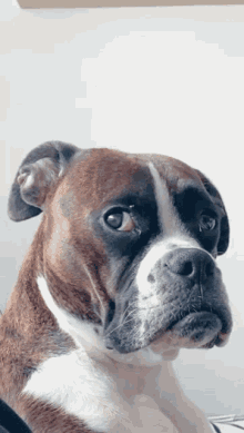 Quiz sur le Boxer : Que savez-vous vraiment de cette race de chien ?