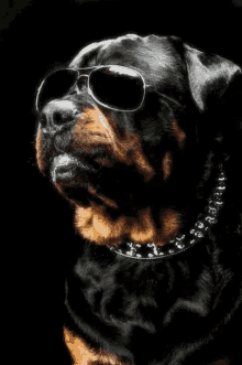 Quiz sur le Rottweiler : Que savez-vous vraiment de cette race de chien ?