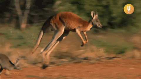 Quiz sur les kangourous: Combien savez-vous sur ces animaux sauteurs?