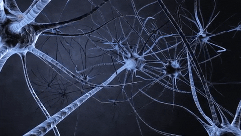 Quiz du Système Nerveux: Combien connaissez-vous votre cerveau et vos nerfs?
