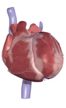Testez vos connaissances sur le système cardiovasculaire !