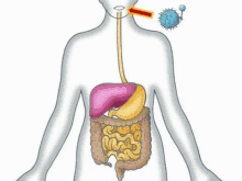 Quiz du Système Digestif: Combien connaissez-vous votre corps?