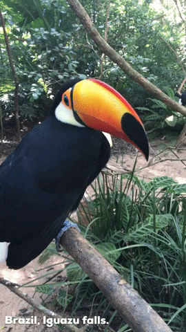 Quiz sur les toucans: Combien connaissez-vous sur ces oiseaux exotiques?