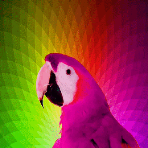 Quiz sur les perroquets: combien connaissez-vous sur ces oiseaux colorés?