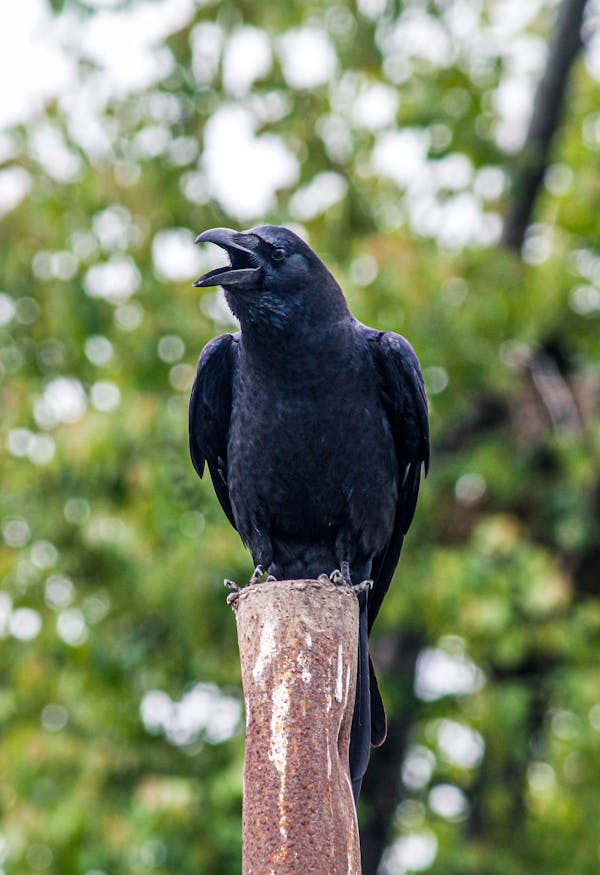 Quiz sur les Merles: Combien savez-vous sur ces oiseaux?