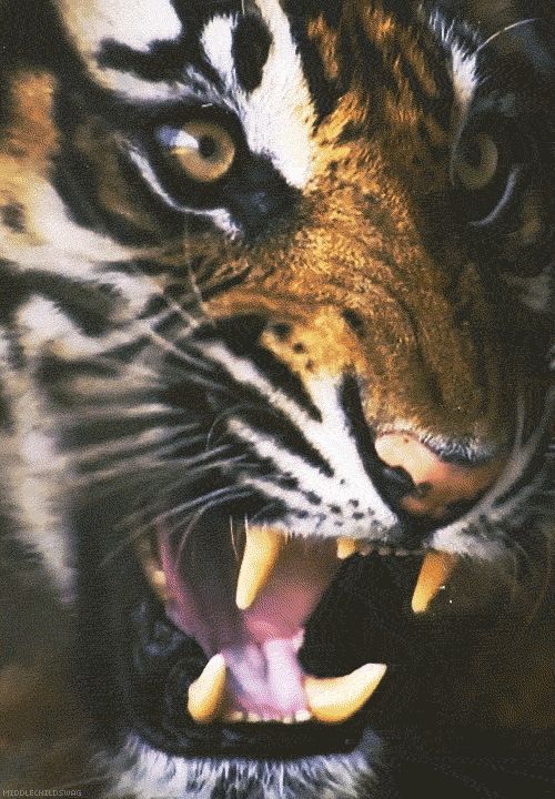 Connaissez-vous tout sur les tigres? Testez vos connaissances avec notre quiz!